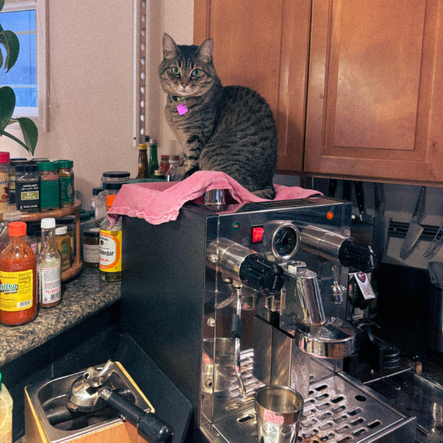 cat sitting on top of a shiny metal espresso machine