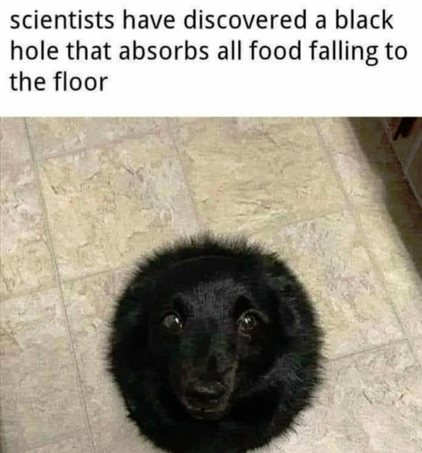 "scientists have discovered a black hole that absorbs all food falling to the floor"

Photo of a black dog, waiting, sitting on the floor in a way that makes it look like a fluffy ball, with sparkling eyes