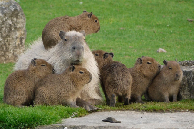 a group of capybaras sitting on the grass, and looking chill AF