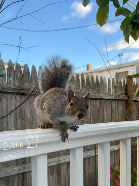 One of my friendly eastern gray squirrels perched on the railing of the kitchen door steps, asking for good nuts. He’s like a bushy tailed prairie dog, absolutely adorable. He has one tarantula like hand forward on the railing.
The background is the leafless elm sapling branches, the wooden fence, and the blue sky with a few marshmallow clouds.