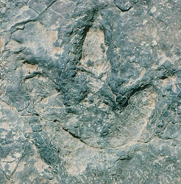 Theropod track from the Koum Basin in Cameroon.