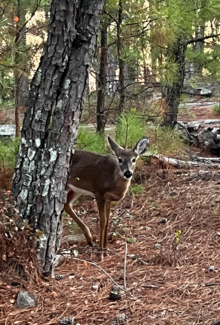 A baby deer looking at me from behind a pine tree 