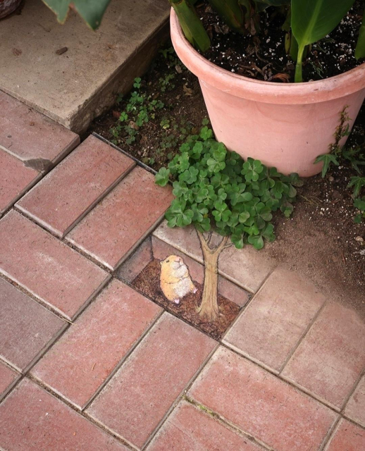 Streetart. A small hamster (named Anastasia) with a tree was painted with chalk on the tiled floor next to a flower pot. It sits next to a (painted) tree trunk in a (painted) hole and looks up into the treetops. However, these are not painted, but small shamrocks that grow next to the clay pot and have been integrated into the chalk painting without further ado. Title: "Anastasia waits for good luck to fall into her lap."