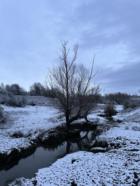 A willow tree beside a brook in a snowy tree lined valley on a wintry morning 