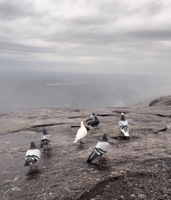 Top of the mountain on a dark rainy morning with my birds chilling with me just looking out on the gray horizon 