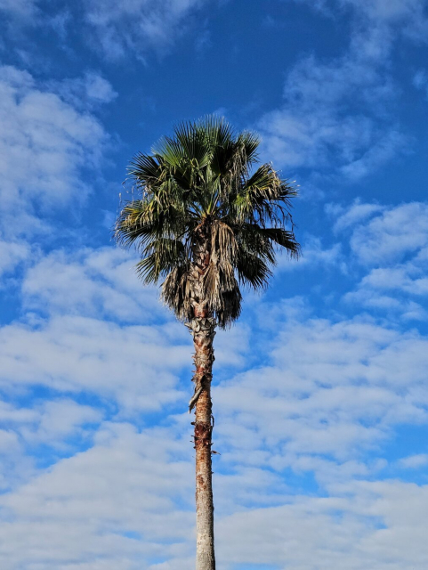 Beautiful blue and white sky with a single, tall palm tree in the foreground.