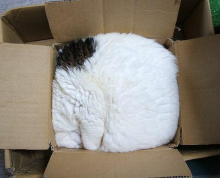 A photograph of a black and white cat that's gone to  sleep in a rectangular cardboard box the same size as it's body. It fills the box exactly and gives the impression of having been compressed into the box