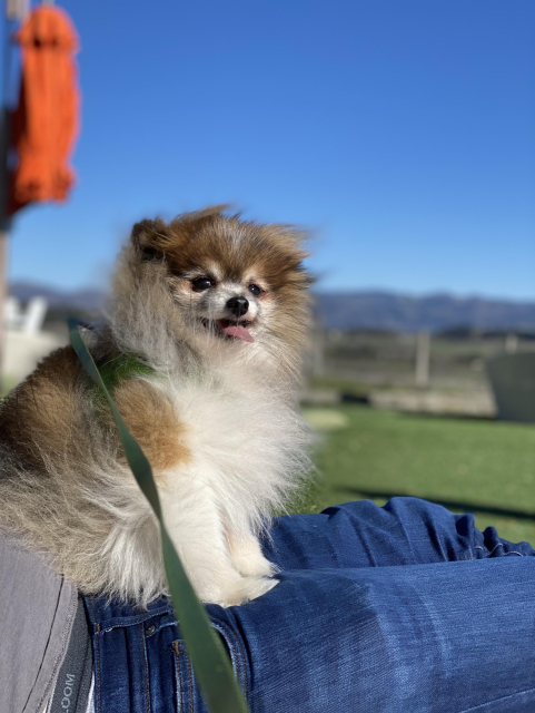 Gummy Bear, a tricolor Pomeranian with long hair blowing in the wind