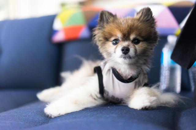 Gummy wearing a stylish T-shirt sitting on a couch