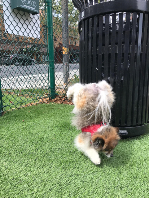 Gummy defying gravity by walking on his front paws