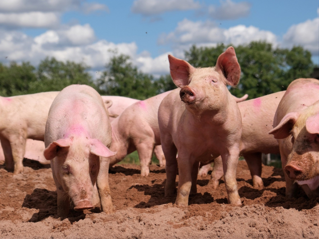 Photo of a herd of pigs by Kallerna