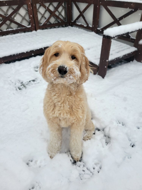 Extremely cute labradoodle so fluffy sitting in the snow. Her little face is covered in snow