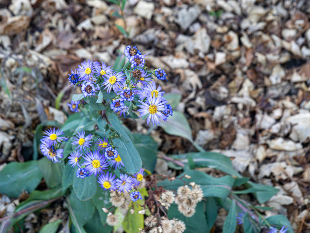 A branch full of smooth blue asters. Some are still in bloom, others are wilting, and some at the bottom are now seeds. The bright colours are surrounded by dull brown leaves on the ground