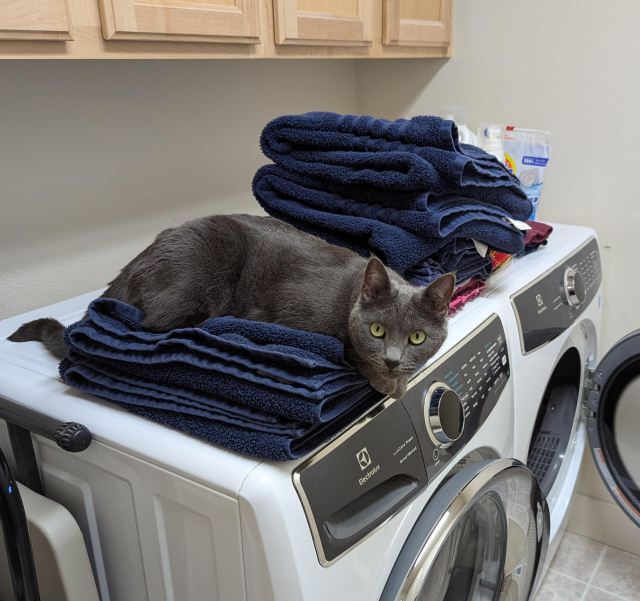 Luna the gray kitty decided to help fold the towels, by lying on top of several on top of the washing machine, while other towels are stacked more haphazardly next to her.