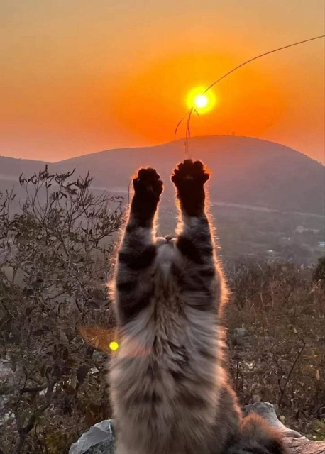 a fuzzy cat standing on its hind legs with its forelegs stretched up towards a glorious sunrise 