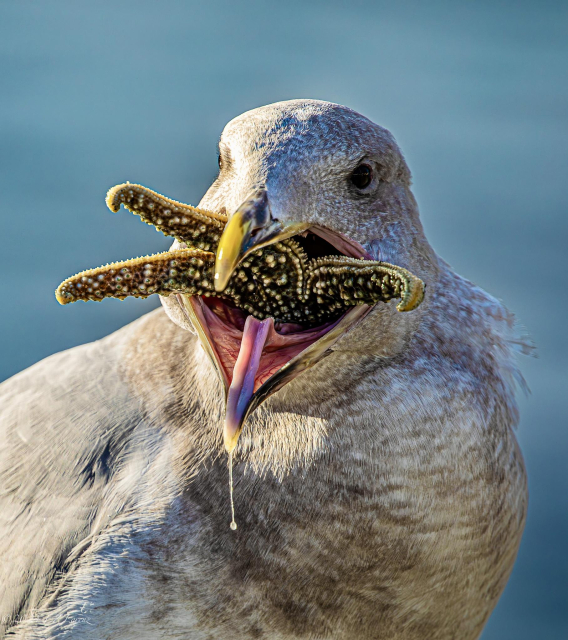 Closeup capture of a Gull while eating a yellow starfish. The pink tongue of the gull is hanging out and saliva dripping. Portrait shot. 