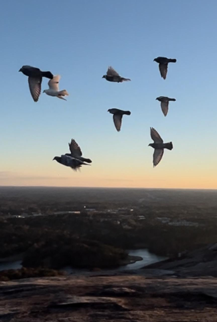 Top of the mountain at sunrise with my beautiful birds flying above the mountain with a clear blue sky above them 