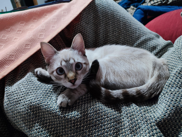 Foto de un gatito blanco y gris con rayitas tumbado en una manta