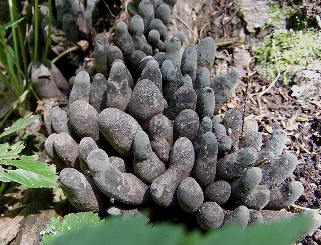 A large fruiting of dark gray - black slightly bulbous finger-like mushrooms growing out of the detritus near a dead tree trunk. Many are silo shaped while others are warped and bowling pin shaped. They have cracked stubby ends and are tightly packed together. Each is approximately 2 inches high.