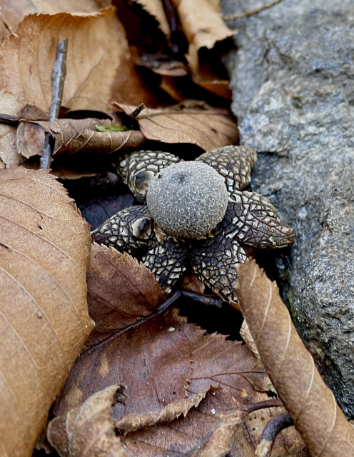 Closeup of what appears to be a great puffball, about the size of a marble sitting atop six black petals that are slightly pushing itself off the lead scattered ground. The petals have white scabby patches and  are actually fungi that are part of the entire mushroom.