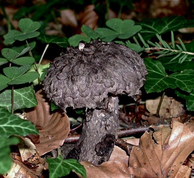 Closeup of a black, scaly mushroom on the forest floor. The stem and cap are black and a bite has been taken out of the stem which is even blacker.