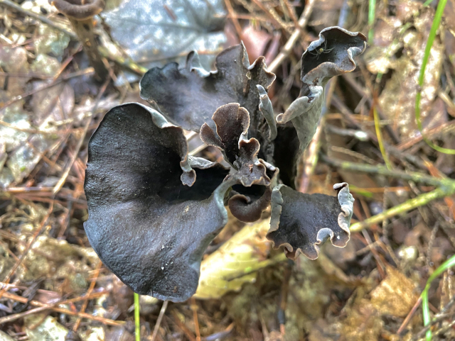 Looking straight down onto the unfurling ear-like sheaths of a mushroom. The margins are frilly and somewhat curled inward. The inner lining of the mushroom is black white the outer surface is gray ( difficult to see here.)