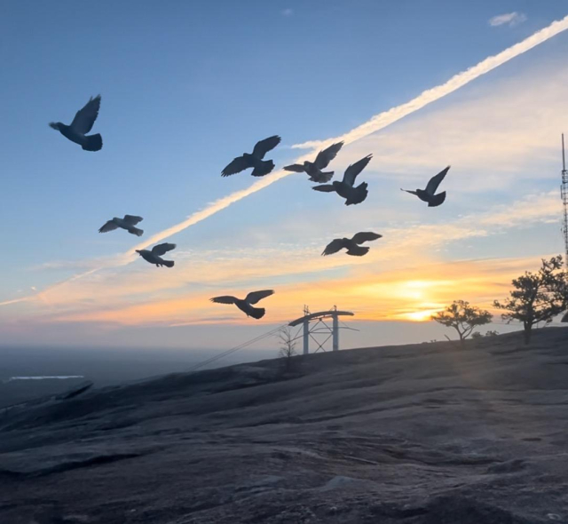 Top of the mountain at sunrise with my birds flying to me for breakfast and the sun rising on the horizon behind them
