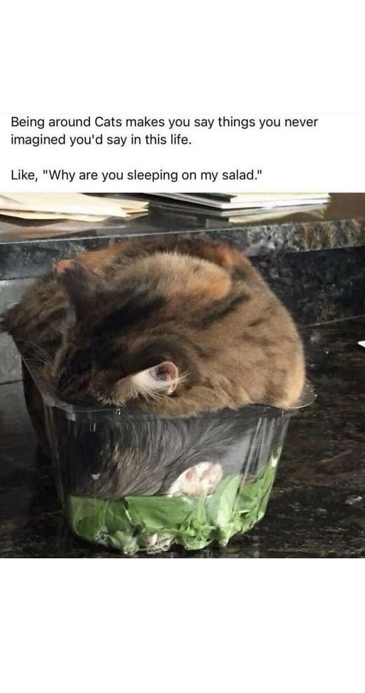 Being around Cats makes you say things you never imagined you'd say in this life. Like, "Why are you sleeping on my salad."