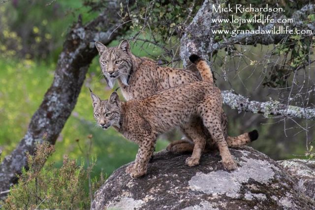 A couple of Iberian Lynx on a small rock ledge