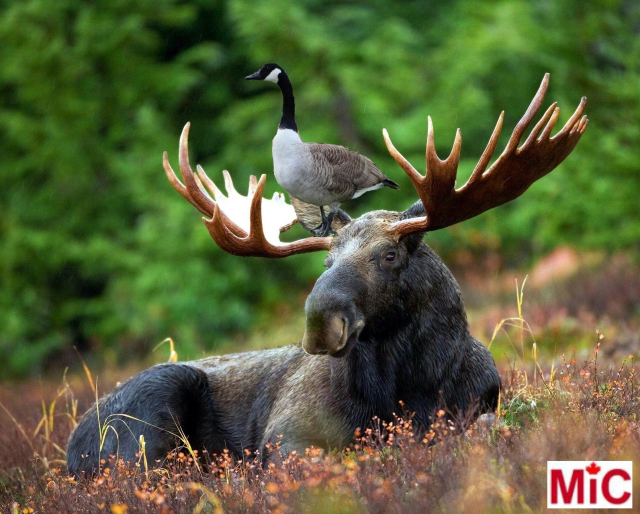 A Canada goose sitting on the head of a moose