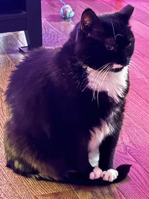 A black and white tuxedo cat sits on a wooden floor, illuminated by pink-tinted lighting. The cat has a plump, fluffy appearance with distinctive white patches on its chest and paws. Those paws are pinning its tail down adorably. Its whiskers are prominently displayed against its black face. In the background, there appears to be a small toy on the floor. The image captures the cat in a calm, seated pose.