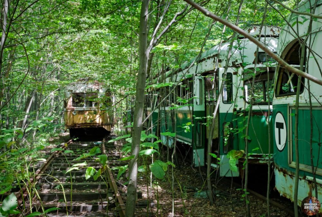 Green and white Boston streetcars peek out from the leaves on the right. On the left an overgrown track stretches into the woods with a yellow and white car visible in the distance
