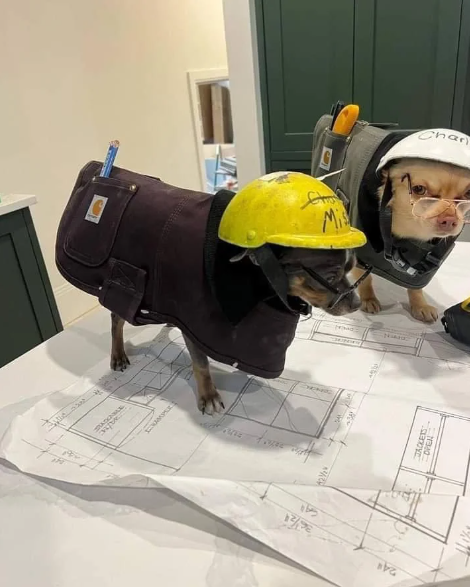 Two small, confused dogs dressed as construction workers looking at diagrams.