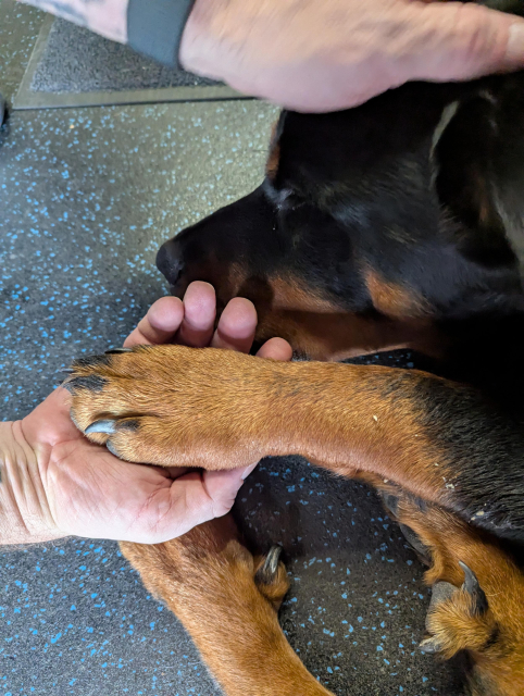 A Rottweiler pup, 85 lbs, with enormous paws almost the size of my friend's hand