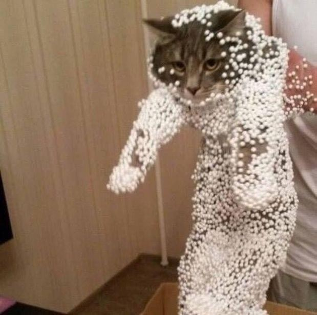 Photo of an unfortunate cat that jumped into a box of small styrofoam balls. The owner is holding the cat, and the kitty covered from head to toe in these white static electric minions.