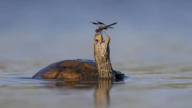 Eine fröhliche Schildkröte mir einer Libelle auf der Nase