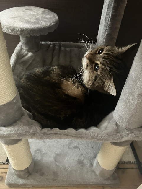 Vimes, a tabby cat, sitting in an hammock and looking up