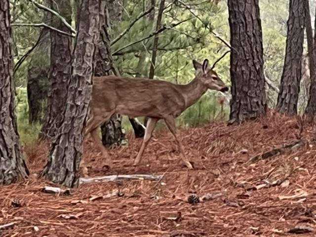 An adorable deer walking up the mountain in the woods on a ground covered with pine straw and surrounded by pine trees 