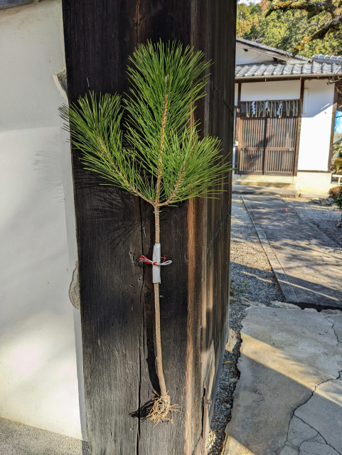 A young pine sapling hung as decoration (and symbol of good fortune and health) on a temple gate for the New Year.