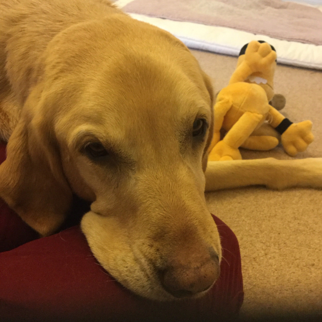 Yoshi, a yellow Labrador Retriever lying down. 