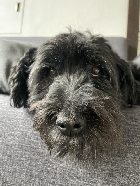 fluffy scruffy black dog face with boopable nose.