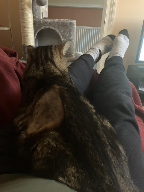 Vimes, a tabby cat, sitting on my lap while on the couch