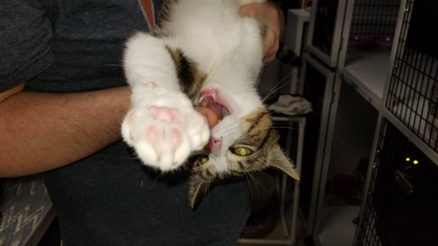 An upside down cat being held while he hisses and angrily paws towards the camera