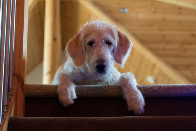 Dog at top of stairs.