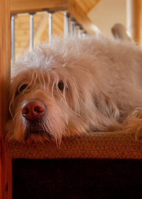 Dog at top of stairs.