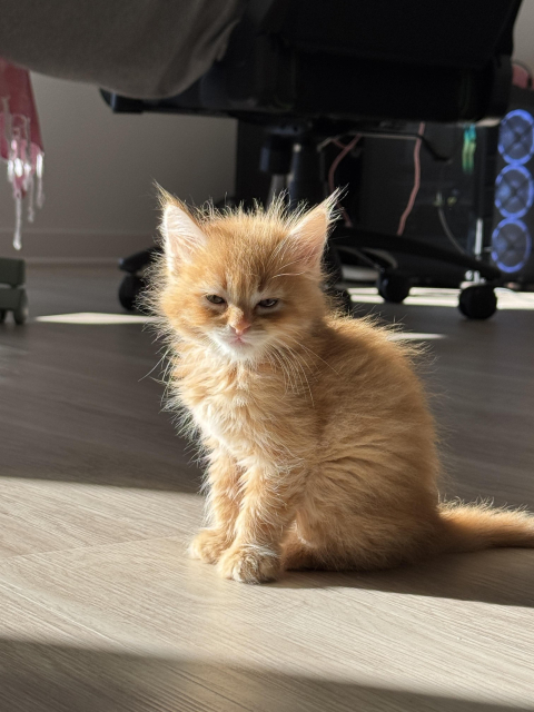 Photo of a sleepy-looking orange fluffy kitten basking in the sun on a hardwood floor. The gaming computer and a rolling office chair can be seen in the background.