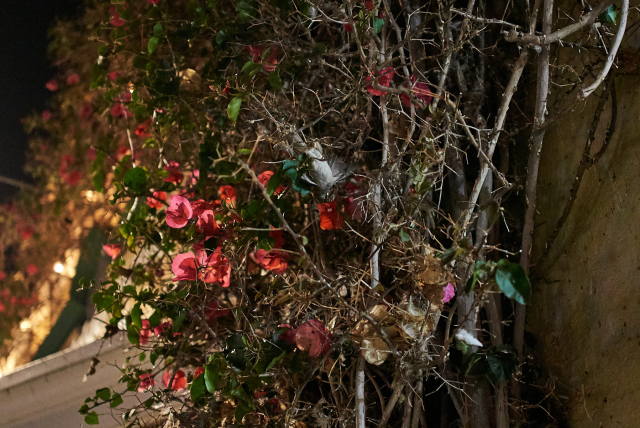 Close up photo of some kind of ivy-like bush that climbs up walls. The bush has lots of flowers and very twisty root like branches that resemble tangled wires. In the middle of the image, there's a small upside-down bird with its leg tangled in the plant.