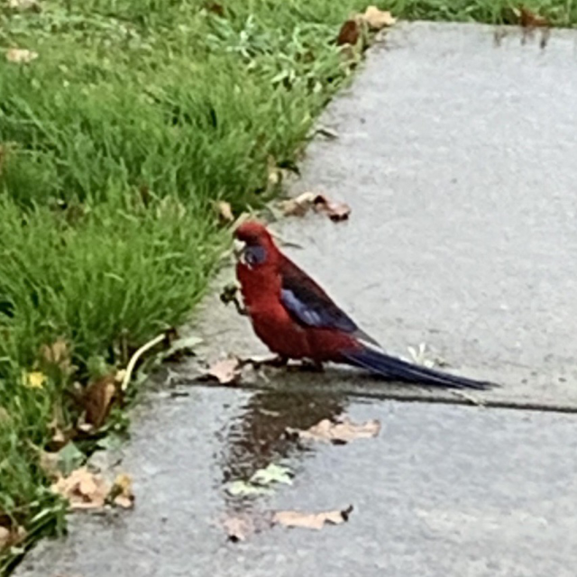 A poor quality photo of a crimson rosella in someone’s back yard.