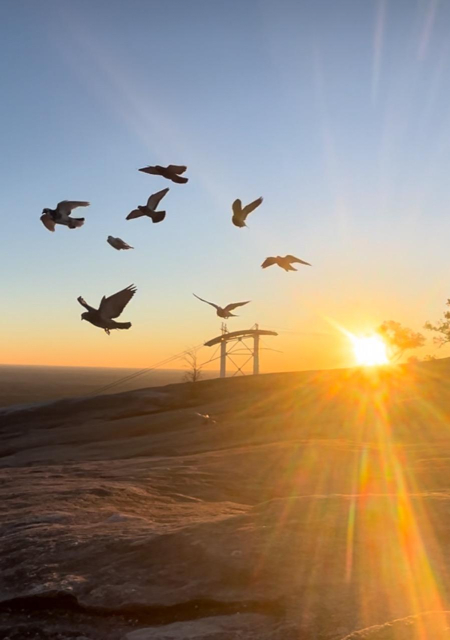 Top of the mountain at sunrise with my birds flying above the mountain and the sun shining brightly on the horizon behind them 