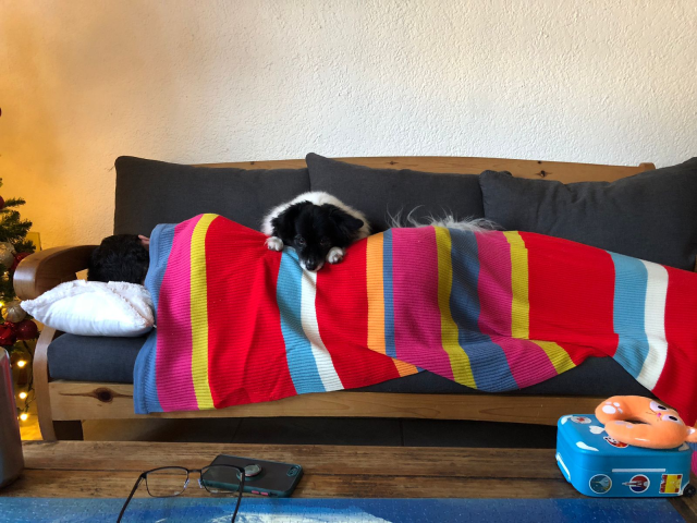 Mozzarello, mi perrito blanco y negro, echado sobre mi espalda mientras duermo en el sillón.